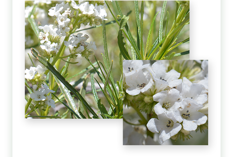 ビゲン スキャルプエッセンス3つのポイント